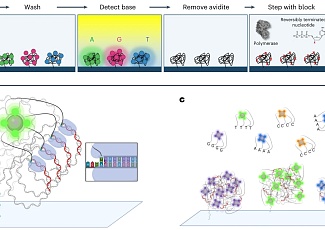Компания Element Biosciences представила на рынке настольную инновационную NGS-платформу секвенирования и мультиомики AVITI